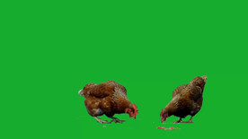 小鸡 吃米 公鸡  喂食  家