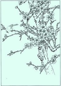 梅花线描 梅花白描 梅花素描