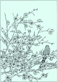 梅花线描 梅花白描 梅花素描