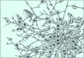 梅花线描 梅花白描 梅花素描