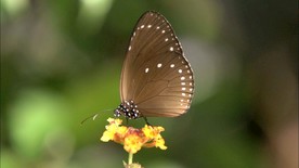 春暖花开 蝴蝶花朵实拍
