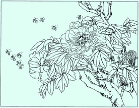 牡丹花线描 牡丹花白描 牡丹花