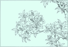 杜鹃线描 杜鹃白描 杜鹃素描