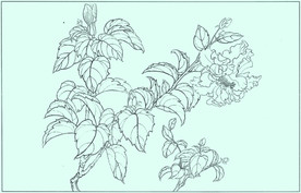 朱瑾线描 朱瑾白描 朱瑾素描