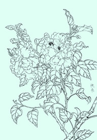 扶桑线描 扶桑白描 扶桑素描