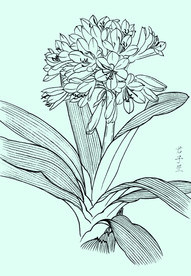 君子兰线描 君子兰白描 君子兰