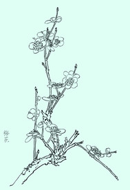 梅花线描 梅花白描 梅花素描