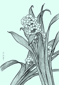 万年青线描 万年青白描 万年青