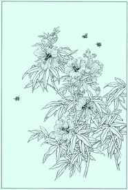 秋葵线描 秋葵白描 秋葵素描