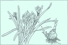 水仙线描 水仙白描 水仙素描