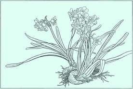 水仙线描 水仙白描 水仙素描