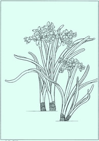 水仙线描 水仙白描 水仙素描