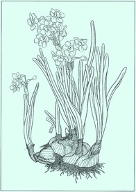 水仙线描 水仙白描 水仙素描