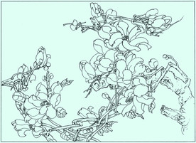 玉兰线描 玉兰白描 玉兰素描