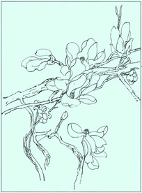 玉兰线描 玉兰白描 玉兰素描