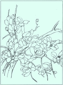 玉兰线描 玉兰白描 玉兰素描