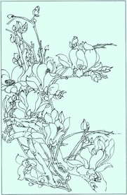 玉兰线描 玉兰白描 玉兰素描