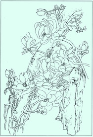 玉兰线描 玉兰白描 玉兰素描