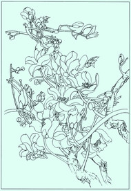 玉兰线描 玉兰白描 玉兰素描