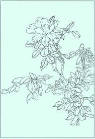 月季线描 月季白描 月季素描