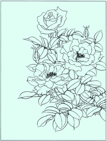 月季线描 月季白描 月季素描