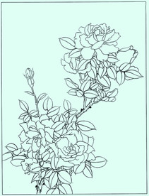 月季线描 月季白描 月季素描