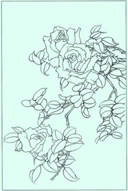 月季线描 月季白描 月季素描