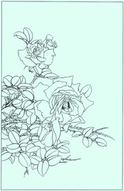 月季线描 月季白描 月季素描
