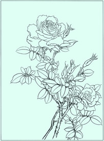 月季线描 月季白描 月季素描