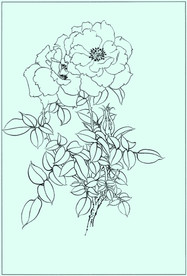 月季线描 月季白描 月季素描