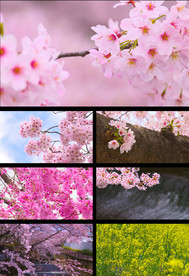 高清4K唯美樱花实拍视频素材