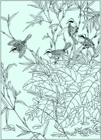 白冠嗓鹃线描 白冠嗓鹃白描