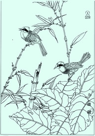 白颊噪鹛线描 白颊噪鹛白描