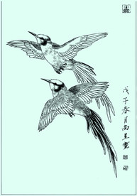 黑长尾蜂鸟线描 黑长尾蜂鸟白描