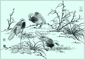 山雀线描 山雀白描 山雀素描