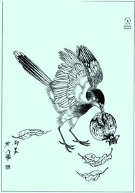 喜鹊线描 喜鹊白描 喜鹊素描