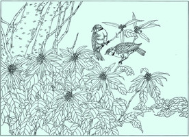 左顶雀百灵线描 左顶雀百灵白描