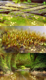 配乐成品《苔》经典咏唱-梁俊唱