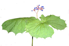 江边一碗水珍贵中药材透明背景图