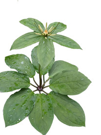 七叶一枝花珍贵中药材透明背景图