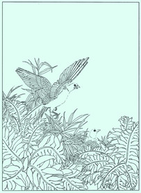 花鸟线描 花鸟白描 花鸟素描