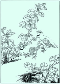 花鸟线描 花鸟白描 花鸟素描