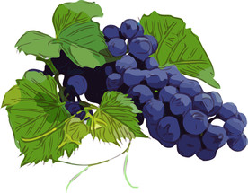 葡萄 矢量手绘素材