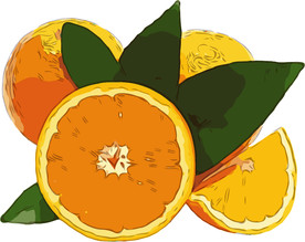 橙 矢量手绘素材