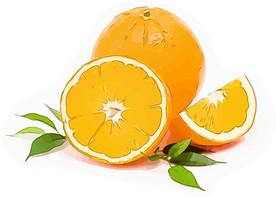 切开的橙 矢量手绘素材