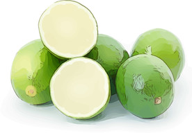 青柠 矢量手绘素材