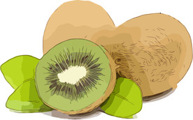 猕猴桃 矢量手绘素材