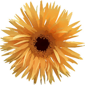 菊花 矢量手绘素材