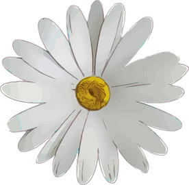 菊花 矢量手绘素材