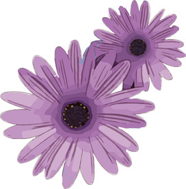 菊花 矢量手绘素材